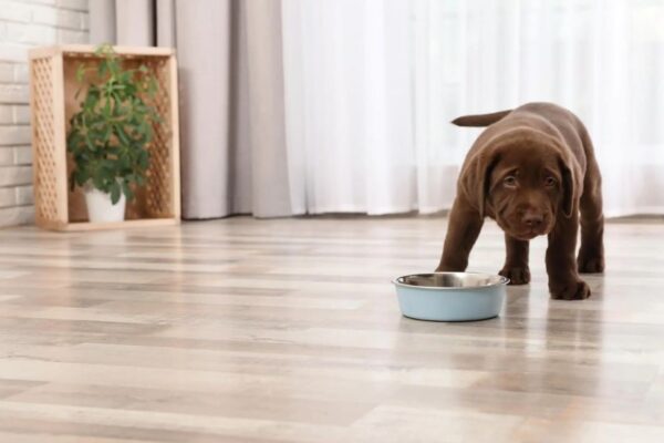 Pet-Friendly
