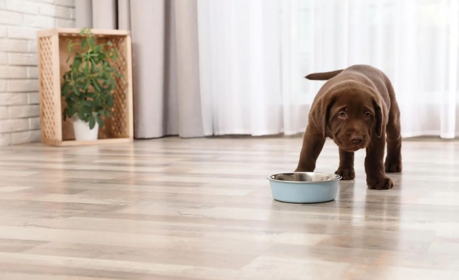 Pet-Friendly